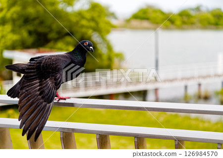 Black dove 126984570