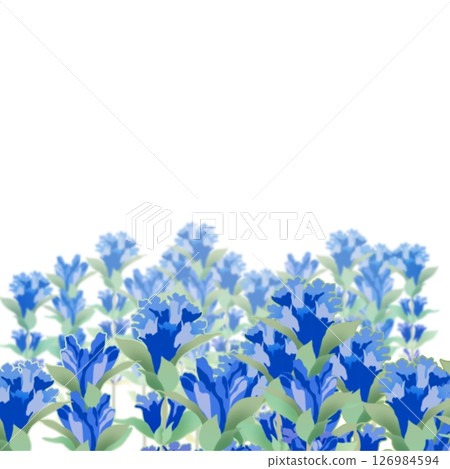 Gentian Gentian 126984594