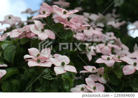 Vibrant pink dogwoods blooming towards the sky 126984600