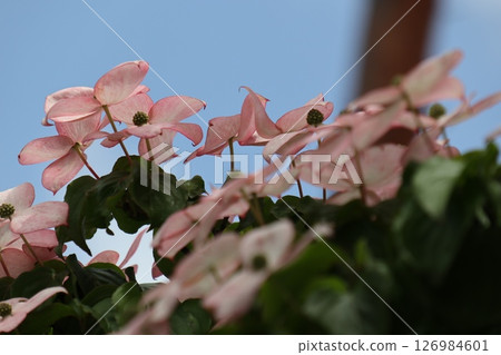 Pink dogwood flowers shining against the blue sky Pink dogwood flowers shining against the blue sky 126984601