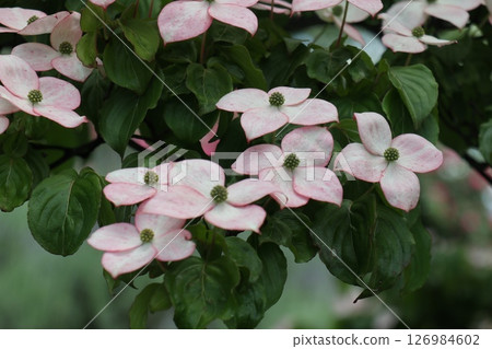 A pretty pink dogwood A pretty pink dogwood 126984602