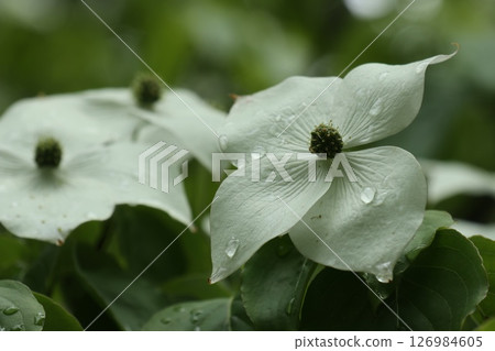 A close-up of a dogwood with raindrops falling from it 126984605