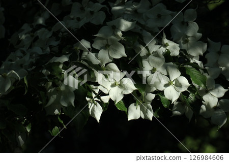 A white dogwood against a black background 126984606