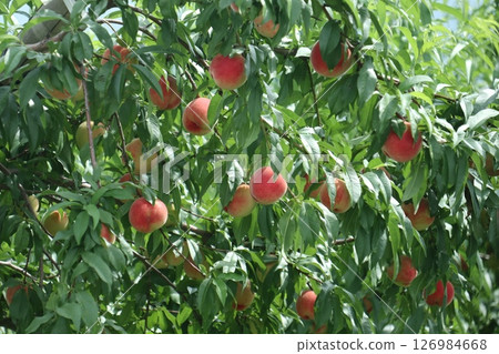 A lot of peaches on the tree A lot of peaches on the tree 126984668