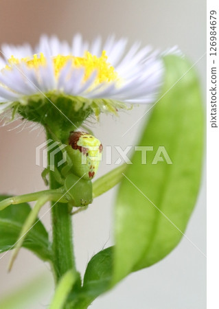 一隻蜘蛛在 Himejoon (Himejoen) 花中等待獵物的特寫 126984679