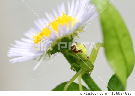Close-up of a flower spider waiting for prey on an edible daisy flower 126984683