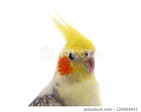 cockatiel  parrot isolated on a white background 126984841