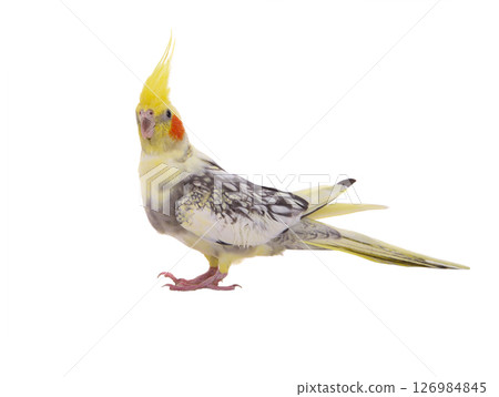 cockatiel parrot isolated on a white background cockatiel parrot isolated on a white background 126984845