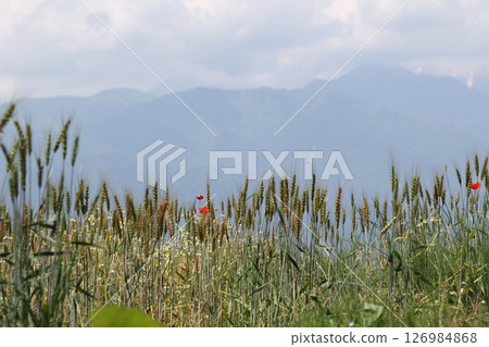 隱藏在雲霧中的麥穗和北阿爾卑斯山 隱藏在雲霧中的麥穗和北阿爾卑斯山 126984868