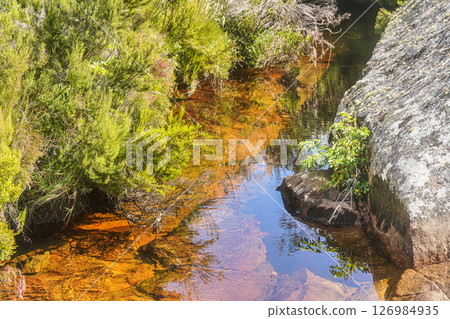 Shallow river with red basin, plants - mostly endemic - growing around. Typical landscape in Andringitra National Park, Madagascar 126984935