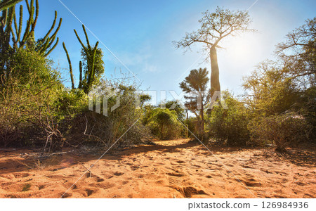 Forest with small baobab and octopus trees, bushes and grass growing on red sand ground, strong sunbacklight 126984936