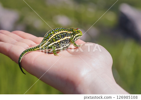 Tiny Jewelled Campan chameleon - Furcifer campani - resting on white man hand. Chameleons are endemic to Madagascar and can be seen in Andringitra National Park 126985108