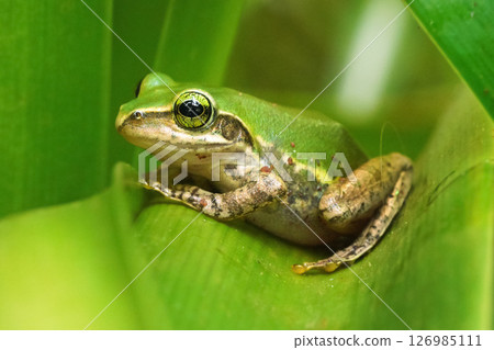 Small Madagascar green tree frog resting on green leaf, closeup detail 126985111
