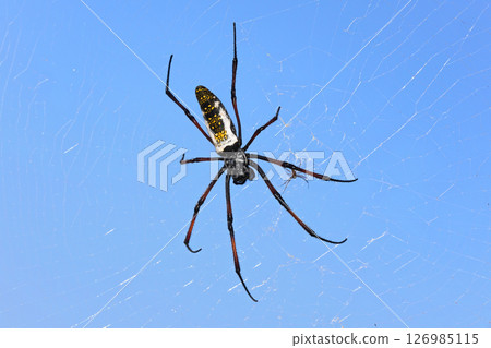 Red legged golden orb weaver spider female - Nephila inaurata madagascariensis, resting on her net, against blue sky background 126985115