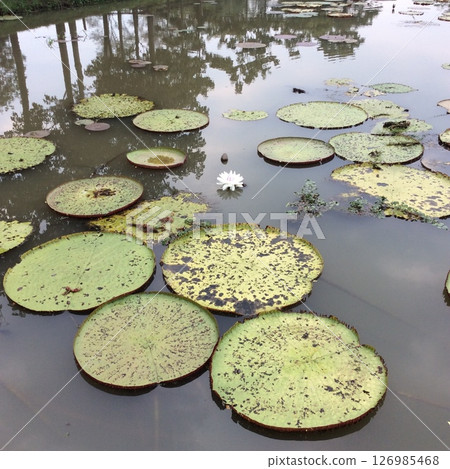 睡蓮 02 126985468