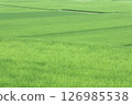 The endless green scenery of rice fields in Shinshu 126985538