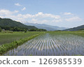 A view of rice fields after rice planting and the Northern Alps 126985539