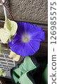 Beautiful purple morning glories 126985575