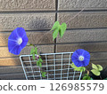 The second flower of the morning glory has bloomed. 126985579