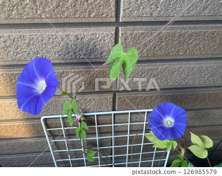 The second flower of the morning glory has bloomed. 126985579