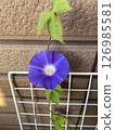 A morning glory beginning to bloom 126985581