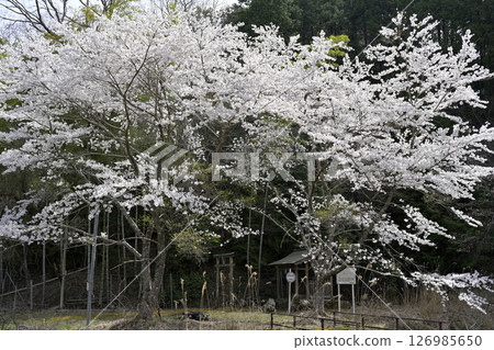 Scenery with cherry blossoms and shrines Scenery with cherry blossoms and shrines 126985650