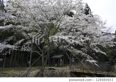 Scenery with cherry blossoms and shrines Scenery with cherry blossoms and shrines 126985651