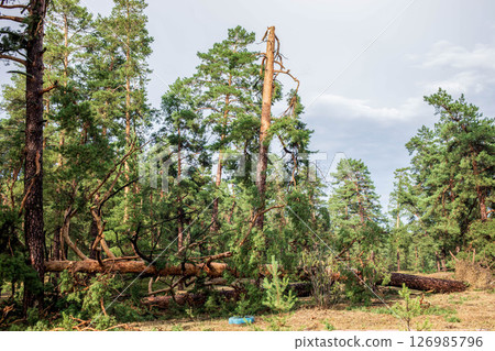 Fallen trees in a forest after a summer hurricane, showcasing nature's resilience and destruction 126985796