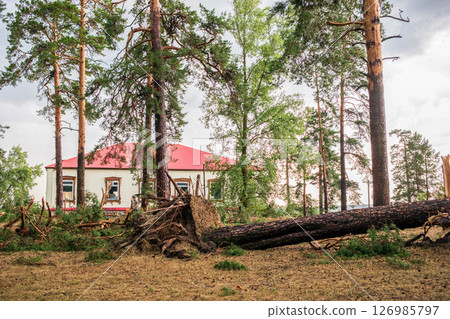 Fallen tree in forest after hurricane, showcasing summer storm damage and nature's resilience 126985797