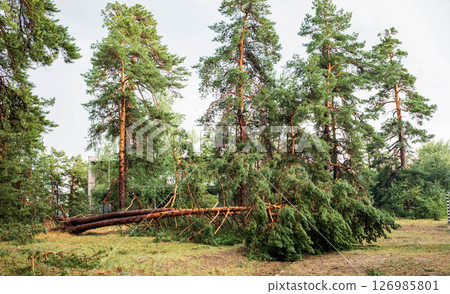 Fallen tree in a forest after hurricane, showcasing nature's resilience and summer aftermath 126985801