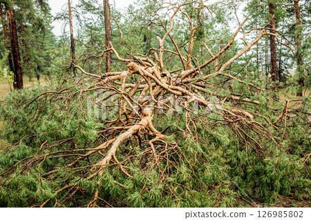 Fallen tree branches and foliage scattered across forest floor after summer hurricane event 126985802
