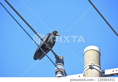 Hashitsuto玻璃停在電線上 126985851