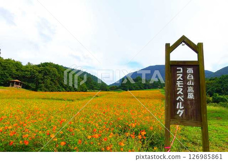 Cosmos in full bloom, Autumn cherry blossoms, Cosmosberg, Omoshiroyama Plateau Cosmos in full bloom, Autumn cherry blossoms, Cosmosberg, Omoshiroyama Plateau 126985861