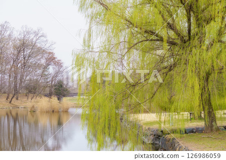 Willow tree by the pond 126986059