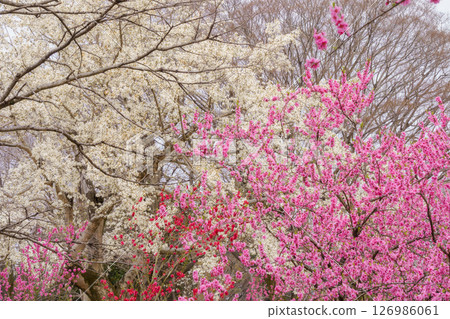 Blooming Magnolia flowers and rape blossoms 126986061