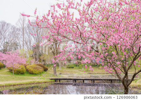 桃樹盛開的公園 126986063