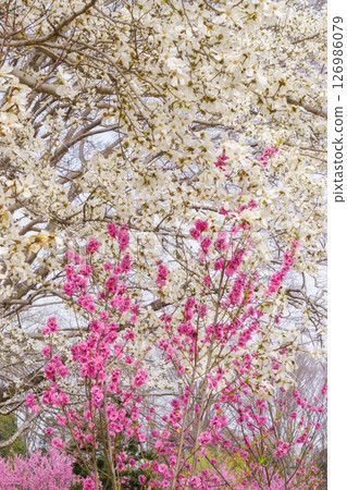 盛開的玉蘭花和開花的桃樹 盛開的玉蘭花和開花的桃樹 126986079