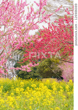 Blooming peach and rape blossoms 126986089