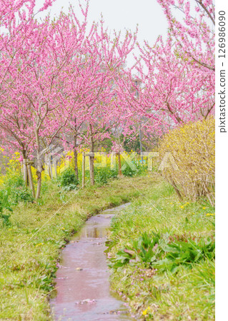 Peach blossoms blooming along a stream Peach blossoms blooming along a stream 126986090