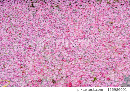 桃花瓣花筏 桃花瓣花筏 126986091
