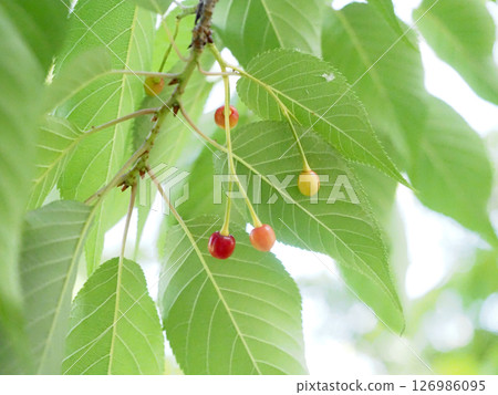 Colorful cherries bathed in sunlight (Wanpaku Kochi in spring) Colorful cherries bathed in sunlight (Wanpaku Kochi in spring) 126986095