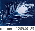 Feather Cyanotype. Artistic cyanotype of a delicate feather 126986185