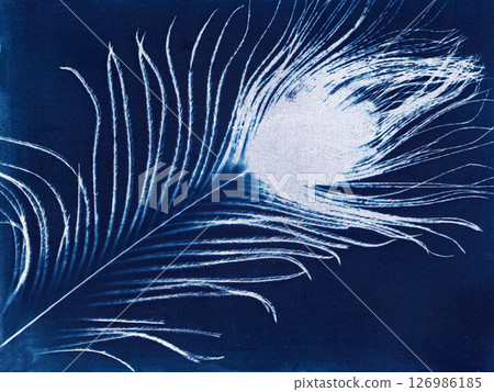 Feather Cyanotype. Artistic cyanotype of a delicate feather Feather Cyanotype. Artistic cyanotype of a delicate feather 126986185