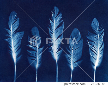 Blue Feather Arrangement. Artistic cyanotype of a delicate feathers Blue Feather Arrangement. Artistic cyanotype of a delicate feathers 126986186