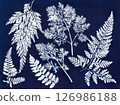 Botanical Cyanotype. Cyanotype art featuring white botanical leaves 126986188