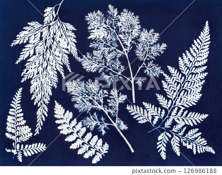 Botanical Cyanotype. Cyanotype art featuring white botanical leaves 126986188