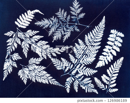 Botanical Cyanotype. Cyanotype print of various fern leaves 126986189