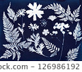Cyanotype Ferns and Flowers. A cyanotype print showcasing various ferns and flowers 126986192
