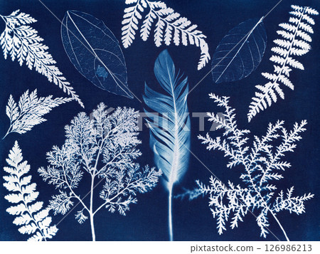 Cyanotype Leaves and Feather. A cyanotype featuring various leaves 126986213