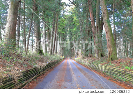 栃木縣日光市令平石街道日光杉林蔭大道 126986223